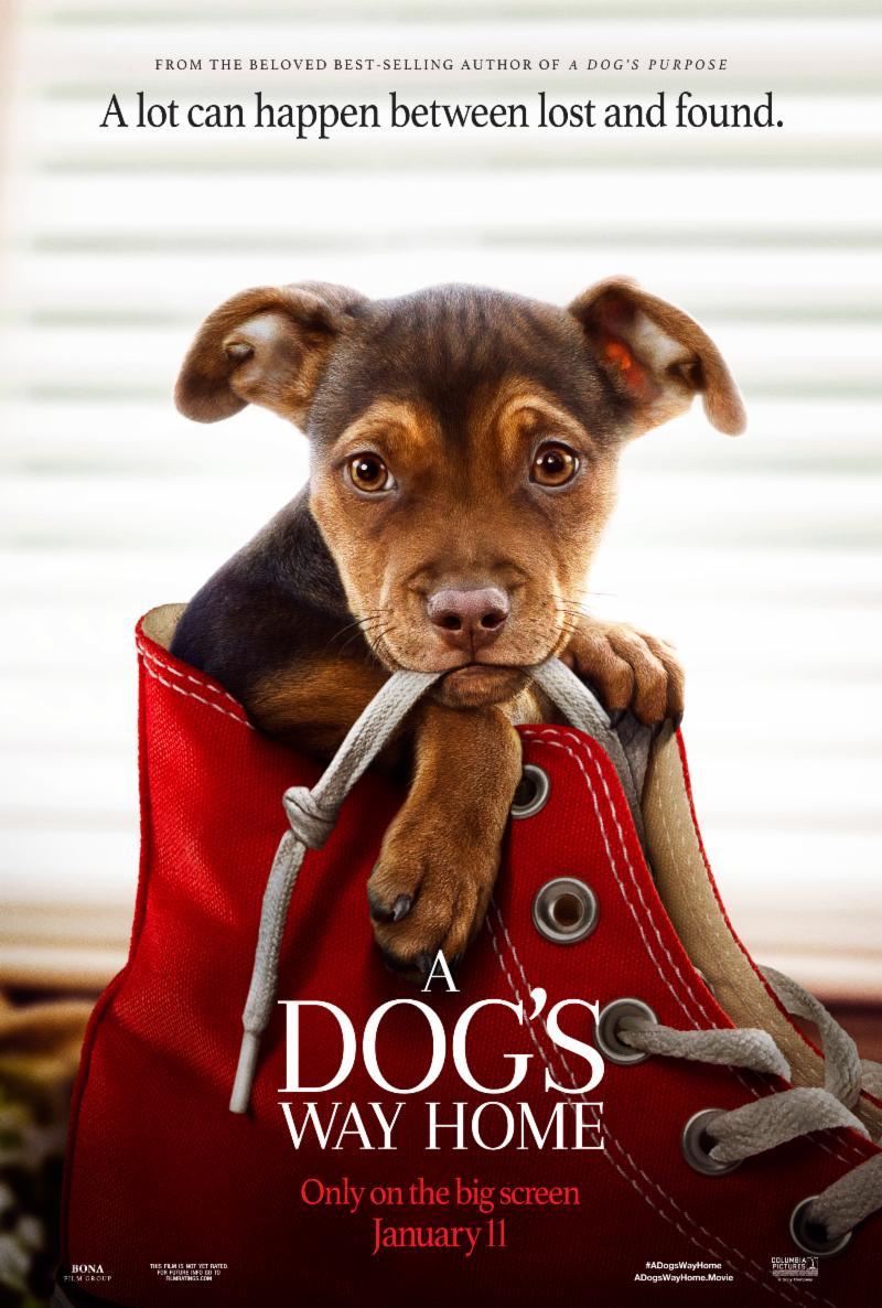 دانلود فیلم A Dog’s Way Home 2019 با زیرنویس فارسی چسبیده دانلود فیلم A Dog’s Way Home 2019 با زیرنویس فارسی چسبیده